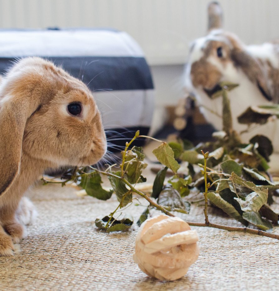 Vad ska kaniner äta? | skvf.se